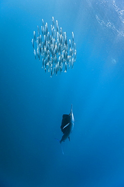 Sailfish (Istiophorus albicans) hunting sardines, Isla Mujeres, Yucatan Peninsula, Caribbean Sea, Mexico, North America