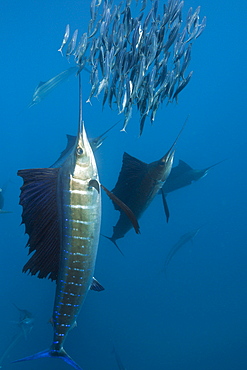 Atlantic sailfish (Istiophorus albicans) hunting sardines, Isla Mujeres, Yucatan Peninsula, Caribbean Sea, Mexico, North America