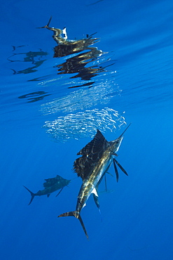 Atlantic sailfish (Istiophorus albicans), Isla Mujeres, Yucatan Peninsula, Caribbean Sea, Mexico, North America