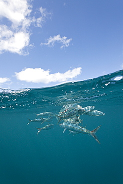 Hurted sardines (Sardina pilchardus), Isla Mujeres, Yucatan Peninsula, Caribbean Sea, Mexico, North America