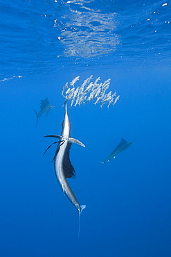 Atlantic sailfish (Istiophorus albicans) hunting sardines, Isla Mujeres, Yucatan Peninsula, Caribbean Sea, Mexico, North America