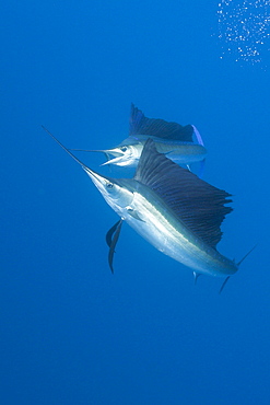 Atlantic sailfish (Istiophorus albicans), Isla Mujeres, Yucatan Peninsula, Caribbean Sea, Mexico, North America