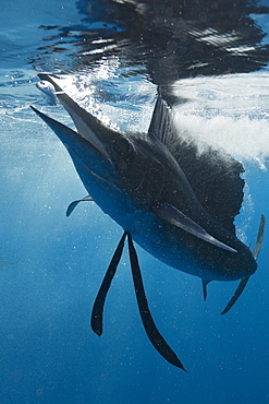 Atlantic sailfish (Istiophorus albicans) hunting sardines, Isla Mujeres, Yucatan Peninsula, Caribbean Sea, Mexico, North America