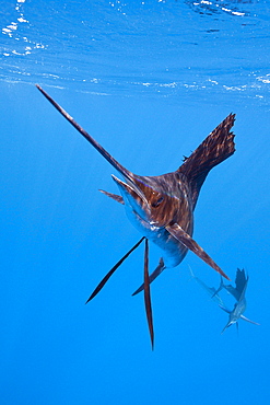 Atlantic sailfish (Istiophorus albicans), Isla Mujeres, Yucatan Peninsula, Caribbean Sea, Mexico, North America