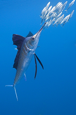 Atlantic sailfish (Istiophorus albicans) hunting sardines, Isla Mujeres, Yucatan Peninsula, Caribbean Sea, Mexico, North America