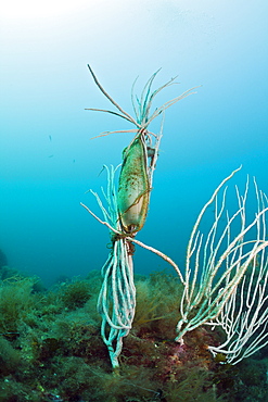 Catshark egg (Scyliorhinus sp.), fixed on coral, Cap de Creus, Costa Brava, Spain, Mediterranean, Europe