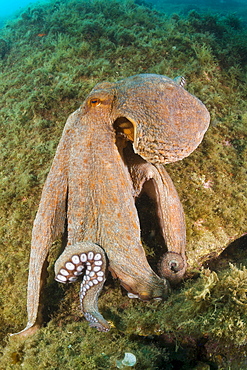 Common octopus (Octopus vulgaris) on reef, Cap de Creus, Costa Brava, Spain, Mediterranean, Europe