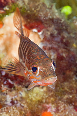 Juvenile Comber (Serranus cabrilla), Cap de Creus, Costa Brava, Spain, Mediterranean, Europe