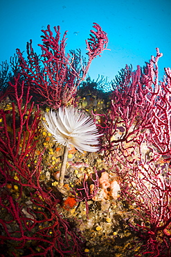 Spiral tube worm (Spirographis spallanzani) on coral reef, Cap de Creus, Costa Brava, Spain, Mediterranean, Europe