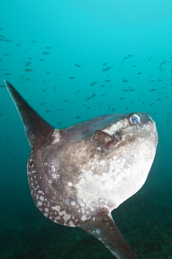 Sunfish (Mola mola), Cap de Creus, Costa Brava, Spain, Mediterranean, Europe