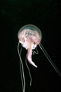 Mauve Stinger Jellyfish (Pelagia noctiluca), Cap de Creus, Costa Brava, Spain, Mediterranean, Europe