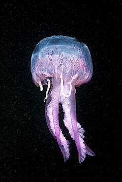 Mauve Stinger Jellyfish (Pelagia noctiluca), Cap de Creus, Costa Brava, Spain, Mediterranean, Europe