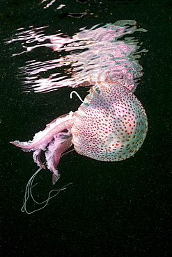 Mauve Stinger Jellyfish (Pelagia noctiluca), Cap de Creus, Costa Brava, Spain, Mediterranean, Europe