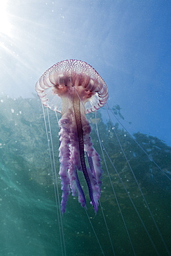 Mauve Stinger Jellyfish (Pelagia noctiluca), Cap de Creus, Costa Brava, Spain, Mediterranean, Europe