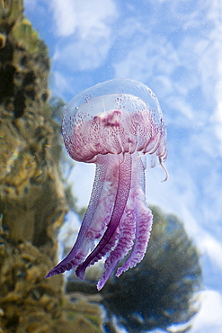 Mauve Stinger Jellyfish (Pelagia noctiluca), Cap de Creus, Costa Brava, Spain, Mediterranean, Europe