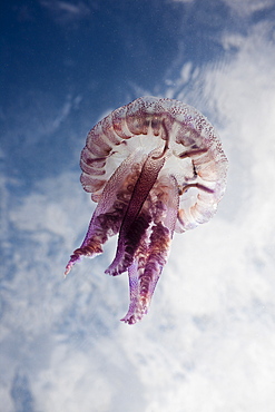 Mauve Stinger Jellyfish (Pelagia noctiluca), Cap de Creus, Costa Brava, Spain, Mediterranean, Europe