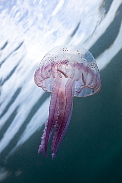 Mauve Stinger Jellyfish (Pelagia noctiluca), Cap de Creus, Costa Brava, Spain, Mediterranean, Europe