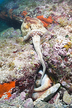 Mating of common octopus (Octopus vulgaris), Cap de Creus, Costa Brava, Spain, Mediterranean, Europe