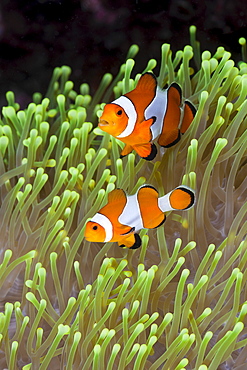 Clown anemonefish (Amphiprion percula), Alam Batu, Bali, Indonesia, Southeast Asia, Asia