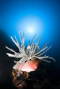 Featherstar (Comantheria sp.) on coral reef, Alam Batu, Bali, Indonesia, Southeast Asia, Asia