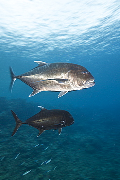 Giant trevally (Caranx ignobilis), Beqa Lagoon, Viti Levu, Fiji, South Pacific, Pacific