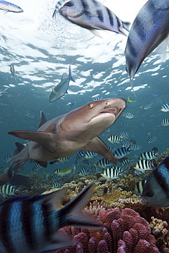 Whitetip reef shark (Triaenodon obesus), Beqa Lagoon, Viti Levu, Fiji, South Pacific, Pacific