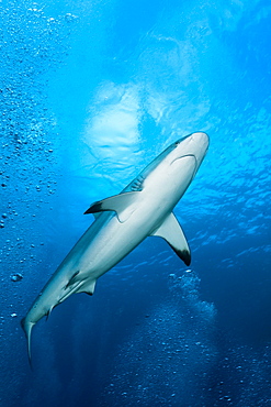 Grey reef shark (Carcharhinus amblyrhynchos), Beqa Lagoon, Viti Levu, Fiji, South Pacific, Pacific