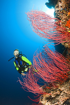 Scuba diver and red whip corals (Ellisella sp.), Wakaya, Lomaiviti, Fiji, Pacific