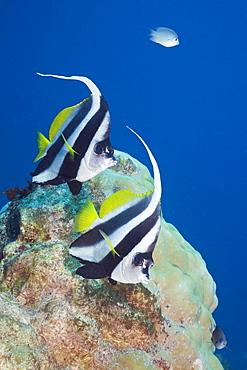 Pair of longfin bannerfish (Heniochus acuminatus), Namena Marine Reserve, Fiji, Pacific