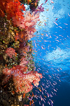 Colorful coral reef, Makogai, Lomaviti, Fiji, Pacific