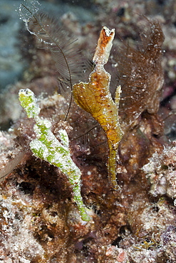 Pair of ghost pipefish (Solenostomus halimeda), Namena Marine Reserve, Fiji, Pacific