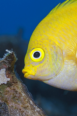 Golden damsel (Amblyglyphidodon aureus), cleaning brood, Namena Marine Reserve, Fiji, Pacific