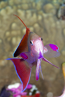 Lyretail anthias (Pseudanthias squamipinnis), Gau, Lomaiviti, Fiji, Pacific