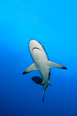 Grey reef shark (Carcharhinus amblyrhynchos), Nagali, Fiji, Pacific