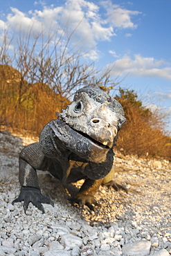 Rhinoceros iguana (Cyclura cornuta), Isla Cabritos National Park, Lago Enriquillo, Dominican Republic, West Indies, Central America