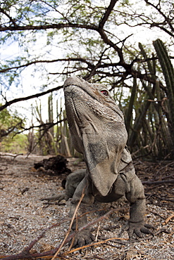 Hispaniolan ground iguana (Cyclura ricordii), Isla Cabritos National Park, Lago Enriquillo, Dominican Republic, West Indies, Central America