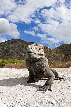 Rhinoceros iguana (Cyclura cornuta), Isla Cabritos National Park, Lago Enriquillo, Dominican Republic, West Indies, Central America