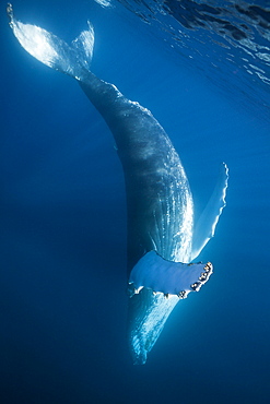 Humpback whale (Megaptera novaeangliae), Samana Peninsula, Dominican Republic, West Indies, Caribbean, Central America