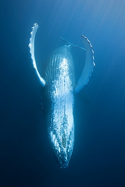 Humpback whale (Megaptera novaeangliae), Samana Peninsula, Dominican Republic, West Indies, Caribbean, Central America