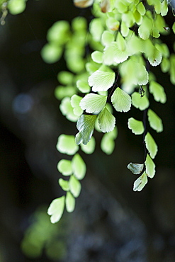 Flora inside San Gabriel Limestone Cave, Los Haitises National Park, Dominican Republic, West Indies, Central America