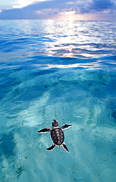 Swimming Baby Green sea turtle, green turtle, Chelonia mydas, Malaysia, Pazifik, Pacific ocean, Borneo, Sipadan