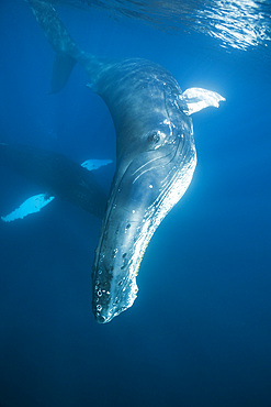 Humpback whale (Megaptera novaeangliae), Dominica, Caribbean Sea, West Indies, Central America