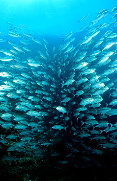 Bigeye trevally, Caranx sexfasciatus, Malaysia, Pazifik, Pacific ocean, Borneo, Sipadan