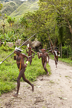 Warriors of Dani tribe, Baliem Valley, West Papua, Indonesia, Southeast Asia, Asia