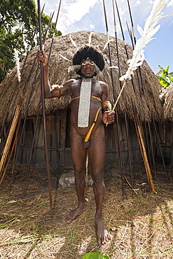 Warrior of Dani tribe, Baliem Valley, West Papua, Indonesia, Southeast Asia, Asia