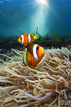 Leather sea anemone (Heteractis crispa) with Clarks anemonefish, (Amphiprion clarkii), Cenderawasih Bay, West Papua, Indonesia, Southeast Asia, Asia