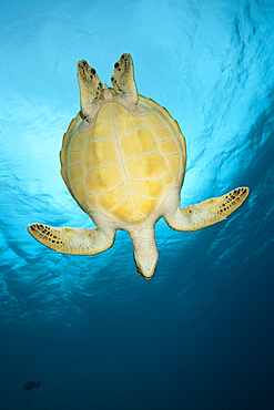 Green sea turtle (Chelonia mydas), Baa Atoll, Maldives, Indian Ocean, Asia