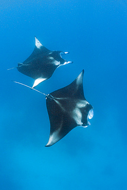 Two manta (Manta birostris), Hanifaru Bay, Baa Atoll, Maldives, Indian Ocean, Asia