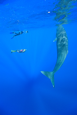 Sperm Whale and Skin diver, Physeter macrocephalus, Caribbean Sea, Dominica