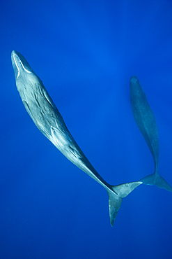 Sperm Whale, Physeter macrocephalus, Caribbean Sea, Dominica